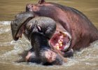 Richard Hall - Angry Hippos - Wildlife